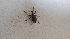 Diaprepes abbreviatus