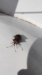 Coreus marginatus marginatus