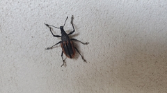 Diaprepes abbreviatus