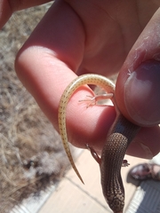 Chalcides ocellatus ocellatus