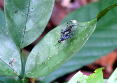 Micropezidae