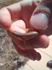 Chalcides ocellatus ocellatus