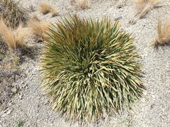 Aciphylla aurea