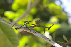 Proscopiinae