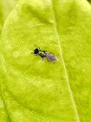 Prosopochrysa vitripennis