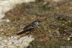 Andrenosomatini