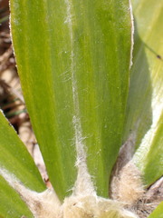 Celmisia spectabilis spectabilis