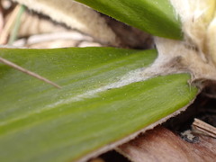 Celmisia spectabilis spectabilis