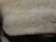 Celmisia spectabilis spectabilis