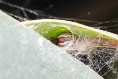 Theridion theridioides