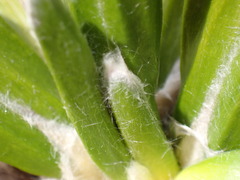 Celmisia spectabilis spectabilis