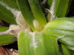 Celmisia spectabilis spectabilis