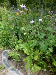 Cicerbita macrophylla uralensis