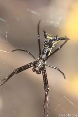 Micrathena schreibersi
