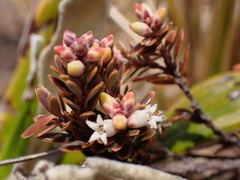 Acrothamnus colensoi