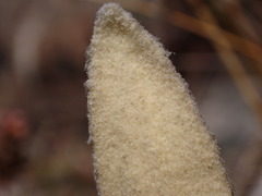 Celmisia spectabilis spectabilis