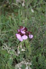 Anacamptis papilionacea