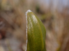 Celmisia spectabilis spectabilis