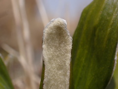 Celmisia spectabilis spectabilis