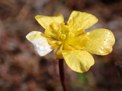 Ranunculus enysii