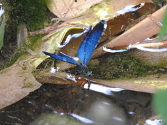 Matrona cyanoptera