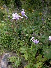 Cicerbita macrophylla uralensis