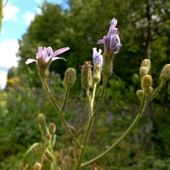 Cicerbita macrophylla uralensis