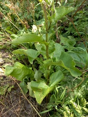 Cicerbita macrophylla uralensis