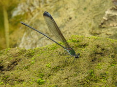 Psolodesmus mandarinus