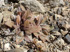 Myosotis australis australis