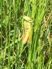 Chorthippus apicalis