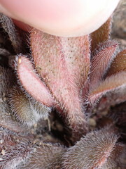 Myosotis australis australis