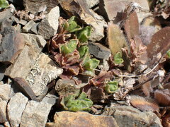 Vittadinia australis