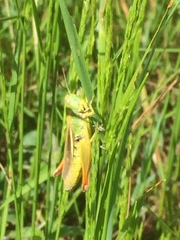 Chorthippus apicalis