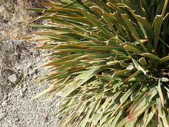 Aciphylla aurea