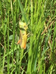 Chorthippus apicalis