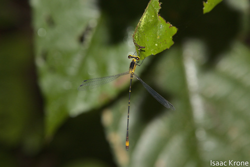 Heteragrion inca