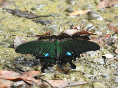 Papilio hermosanus