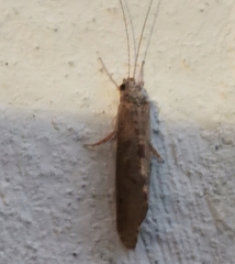 Hydropsyche pellucidula