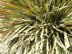 Aciphylla aurea