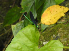 Matrona cyanoptera