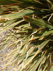 Aciphylla aurea