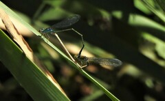 Pseudagrion rubriceps