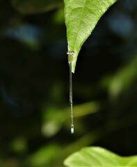 Pseudagrion rubriceps