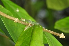 Pseudagrion rubriceps