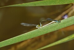 Pseudagrion rubriceps