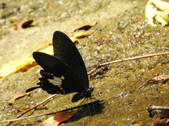 Papilio nephelus chaonulus