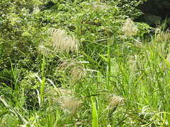 Phragmites karka