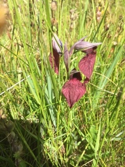 Serapias cordigera