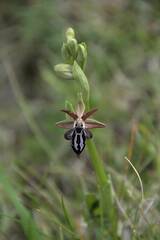 Ophrys cretica